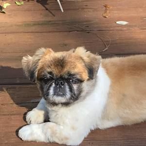 Meet your Posher, Shelly